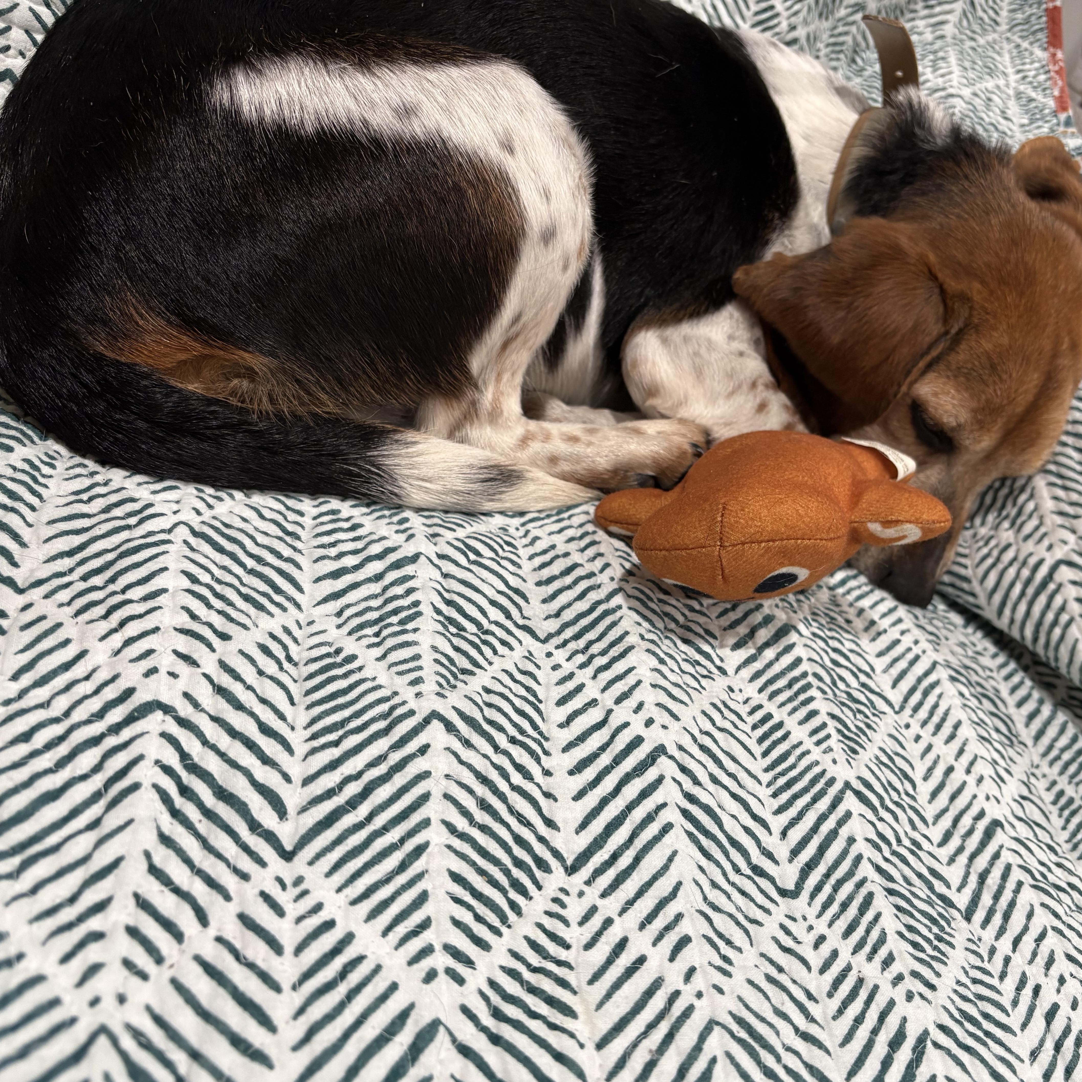 Enlarge Roxie, an adopted Beagle in Terrace Park, OH image 2/6