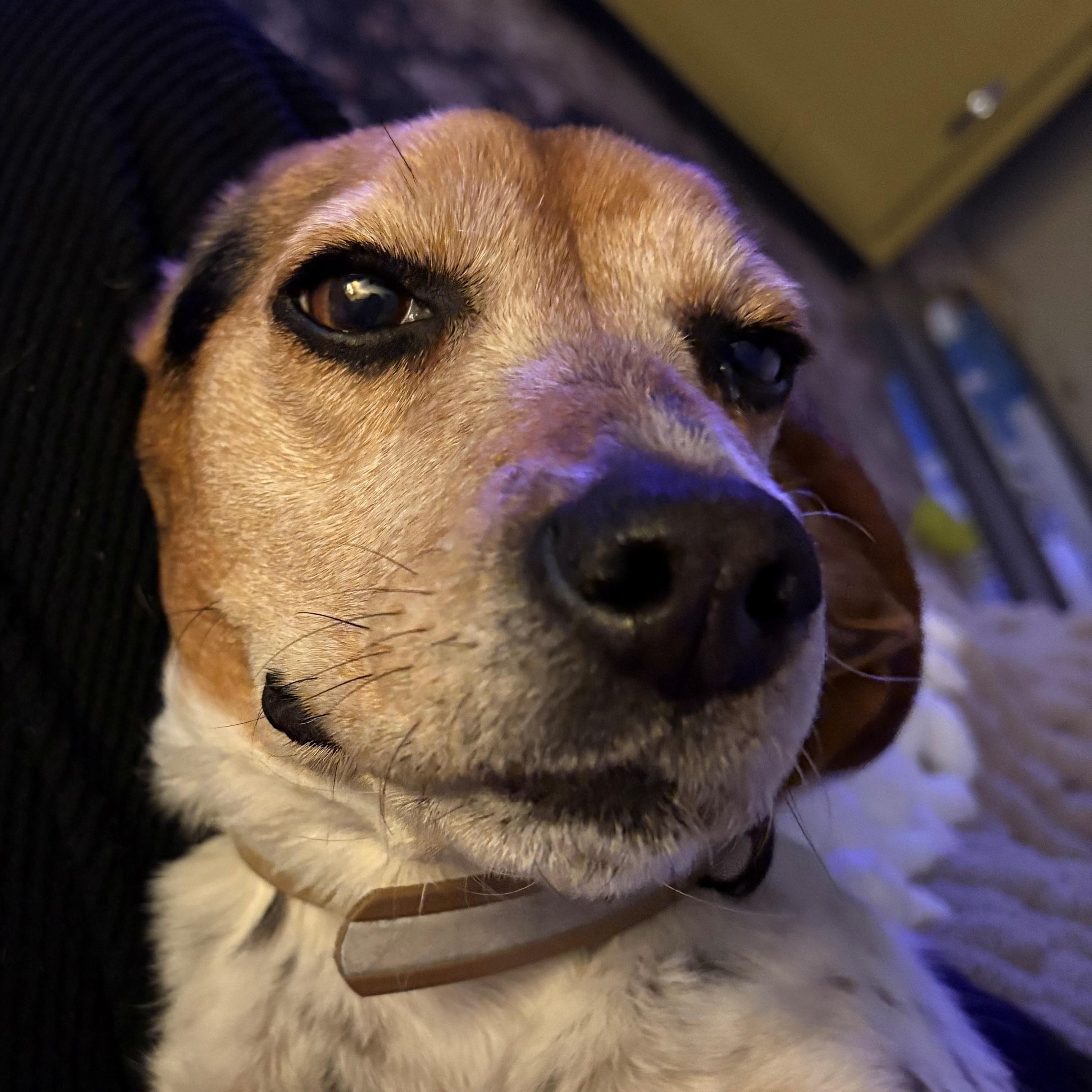 Enlarge Roxie, an adopted Beagle in Terrace Park, OH image 4/6