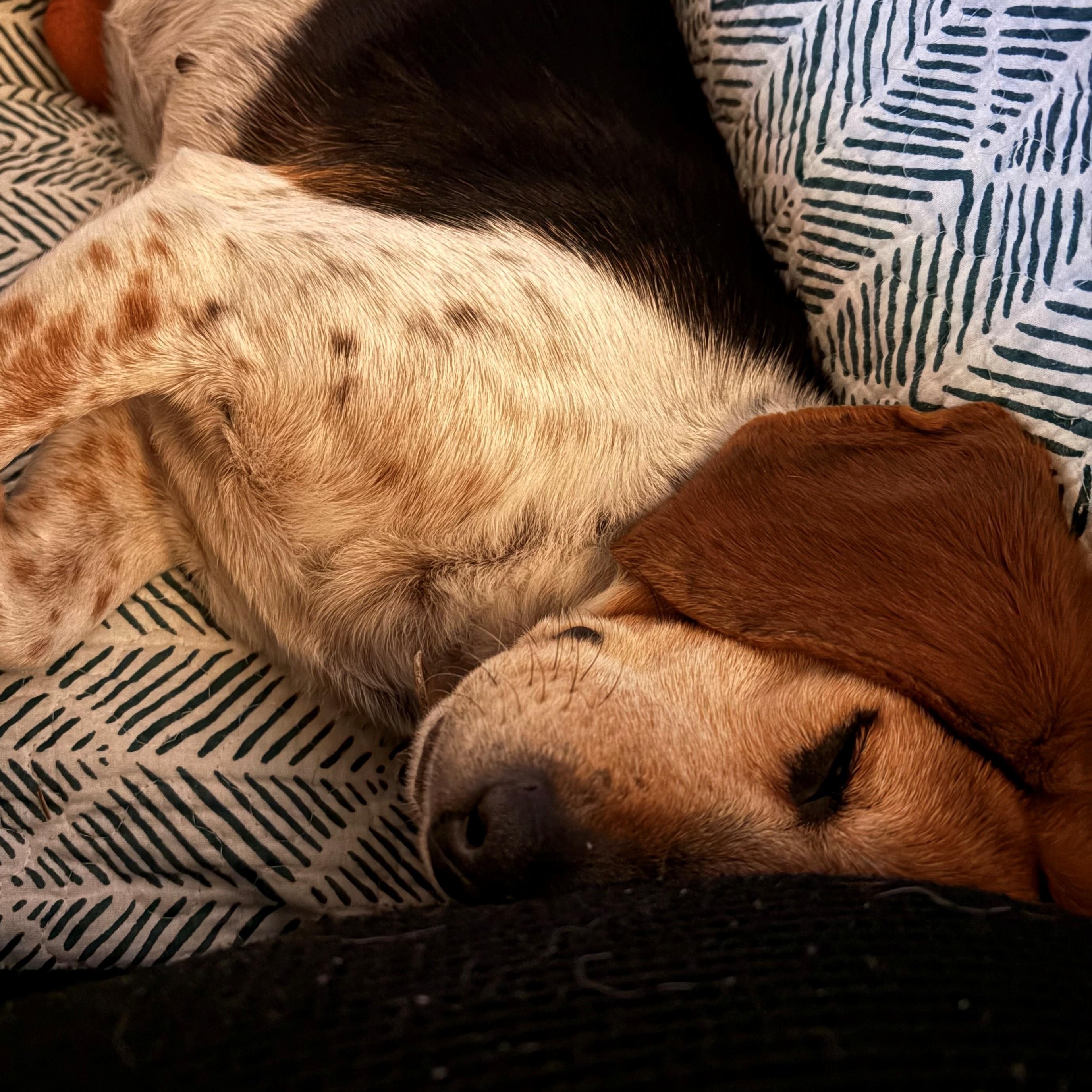 Enlarge Roxie, an adopted Beagle in Terrace Park, OH image 5/6