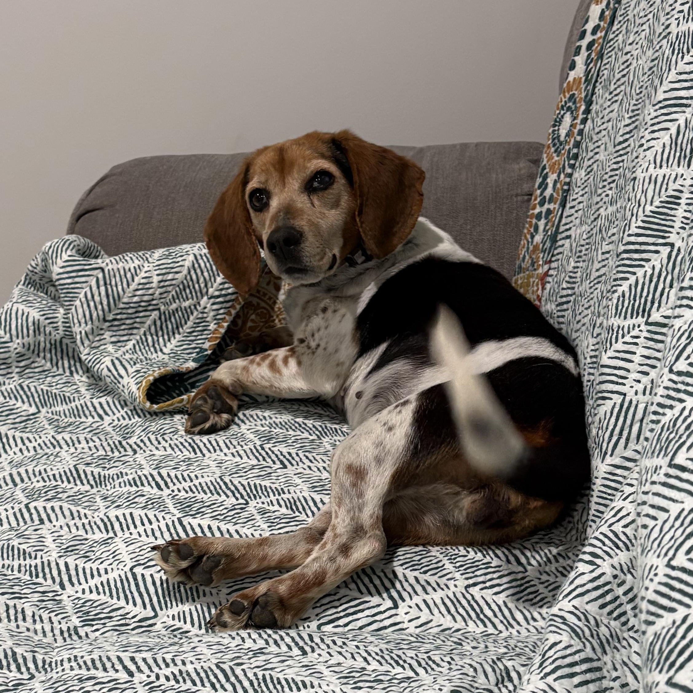 Roxie, adopted, Adult Female Beagle.