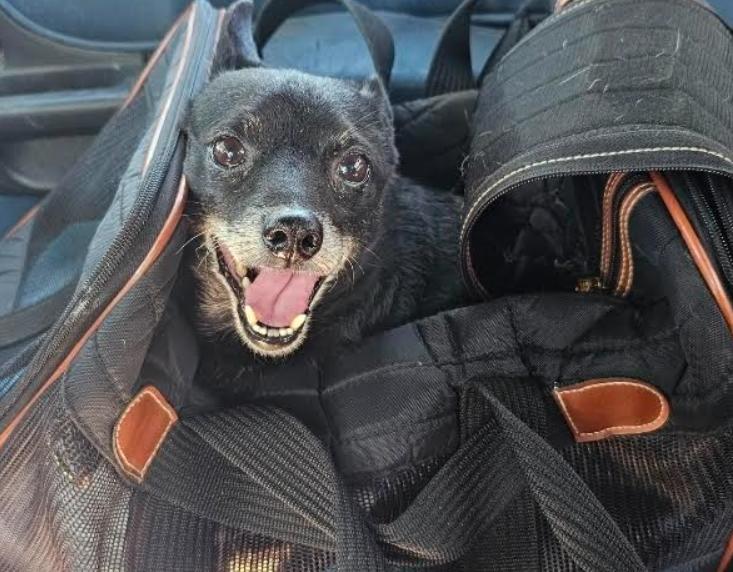 Enlarge Rocky in TX, a Adoptable Chihuahua in Cranston, RI image 1/3