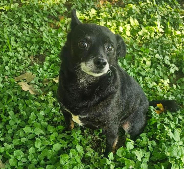Enlarge Rocky in TX, a Adoptable Chihuahua in Cranston, RI image 2/3
