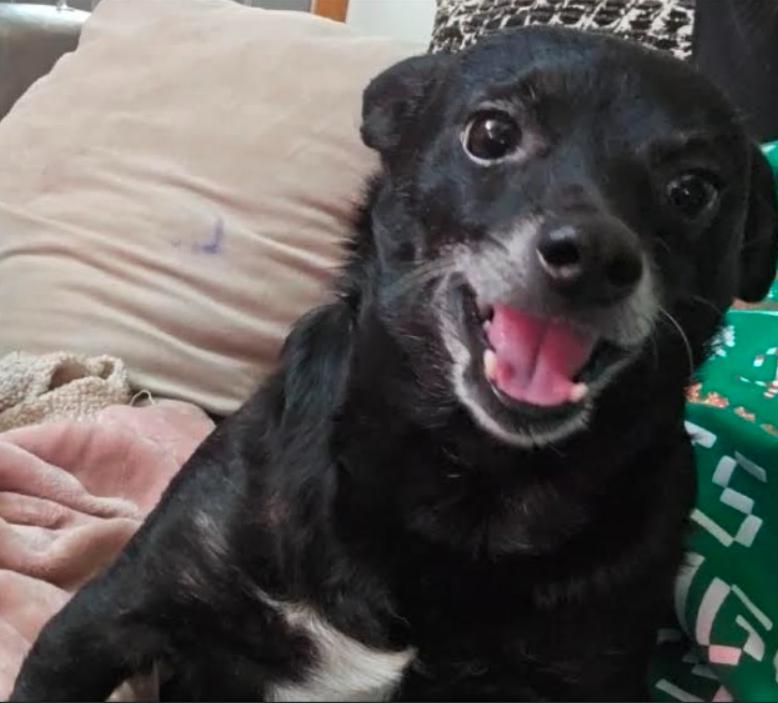 Enlarge Rocky in TX, a Adoptable Chihuahua in Cranston, RI image 3/3