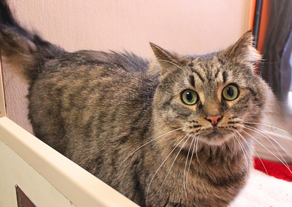 Enlarge Chuck, a Adopted Maine Coon in Utica, MI image 2/5