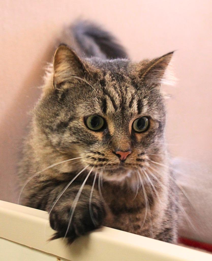 Enlarge Chuck, a Adopted Maine Coon in Utica, MI image 3/5