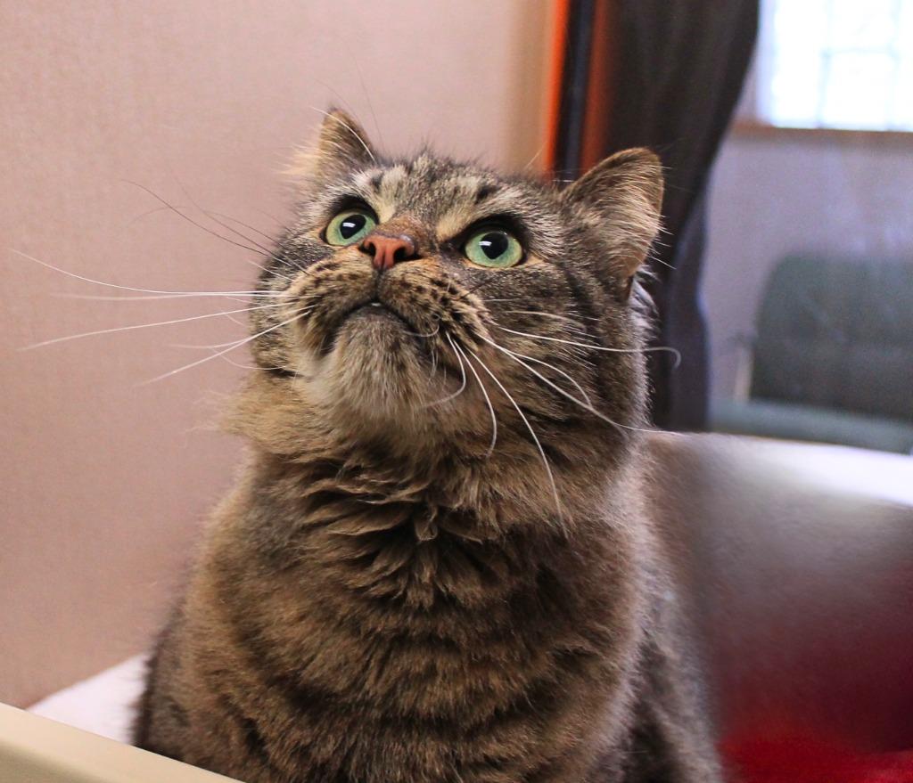 Enlarge Chuck, a Adopted Maine Coon in Utica, MI image 4/5