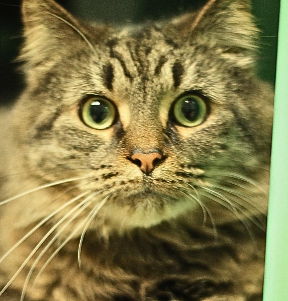 Enlarge Chuck, a Adopted Maine Coon in Utica, MI image 5/5