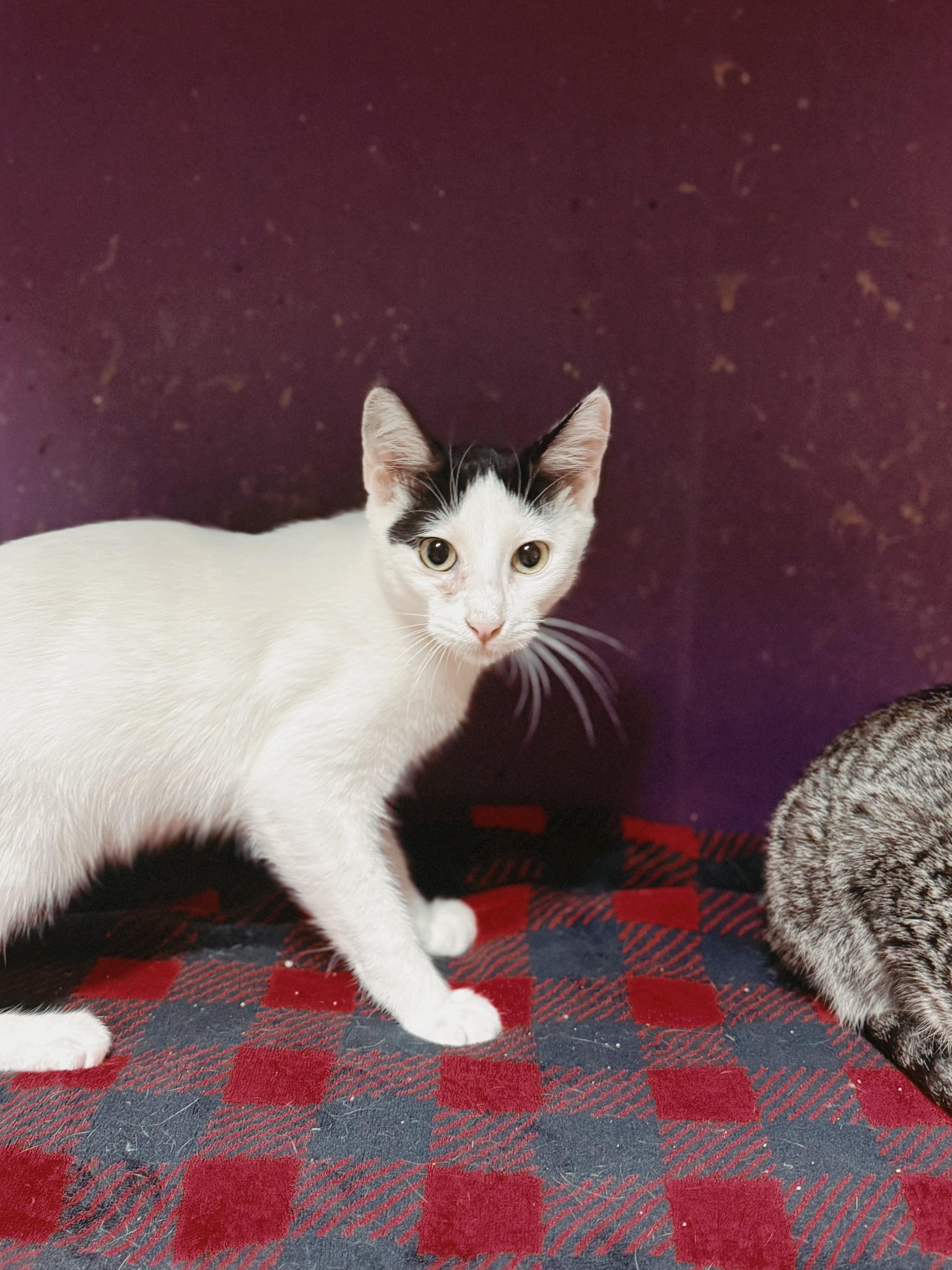 Enlarge Shay, a Adoptable Domestic Short Hair in Varnville, SC image 1/1