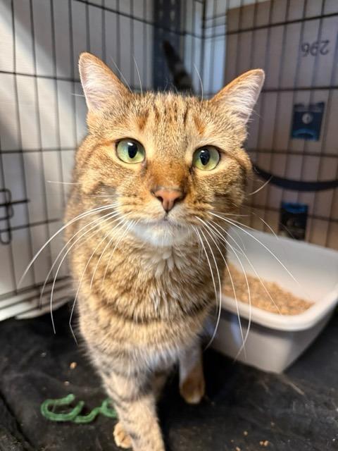 Enlarge Candy Creek, a Adoptable mixed breed in Windsor, CT image 1/3