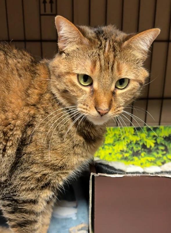 Enlarge Candy Creek, a Adoptable mixed breed in Windsor, CT image 2/3