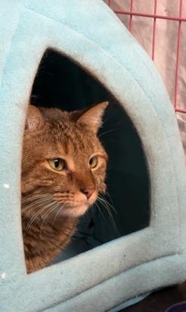 Enlarge Candy Creek, a Adoptable mixed breed in Windsor, CT image 3/3
