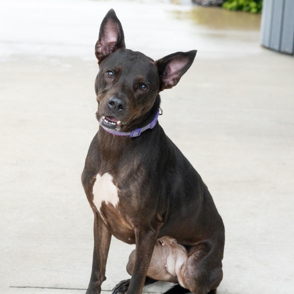 Coogie, Adoptable, Adult Male Mixed Breed.