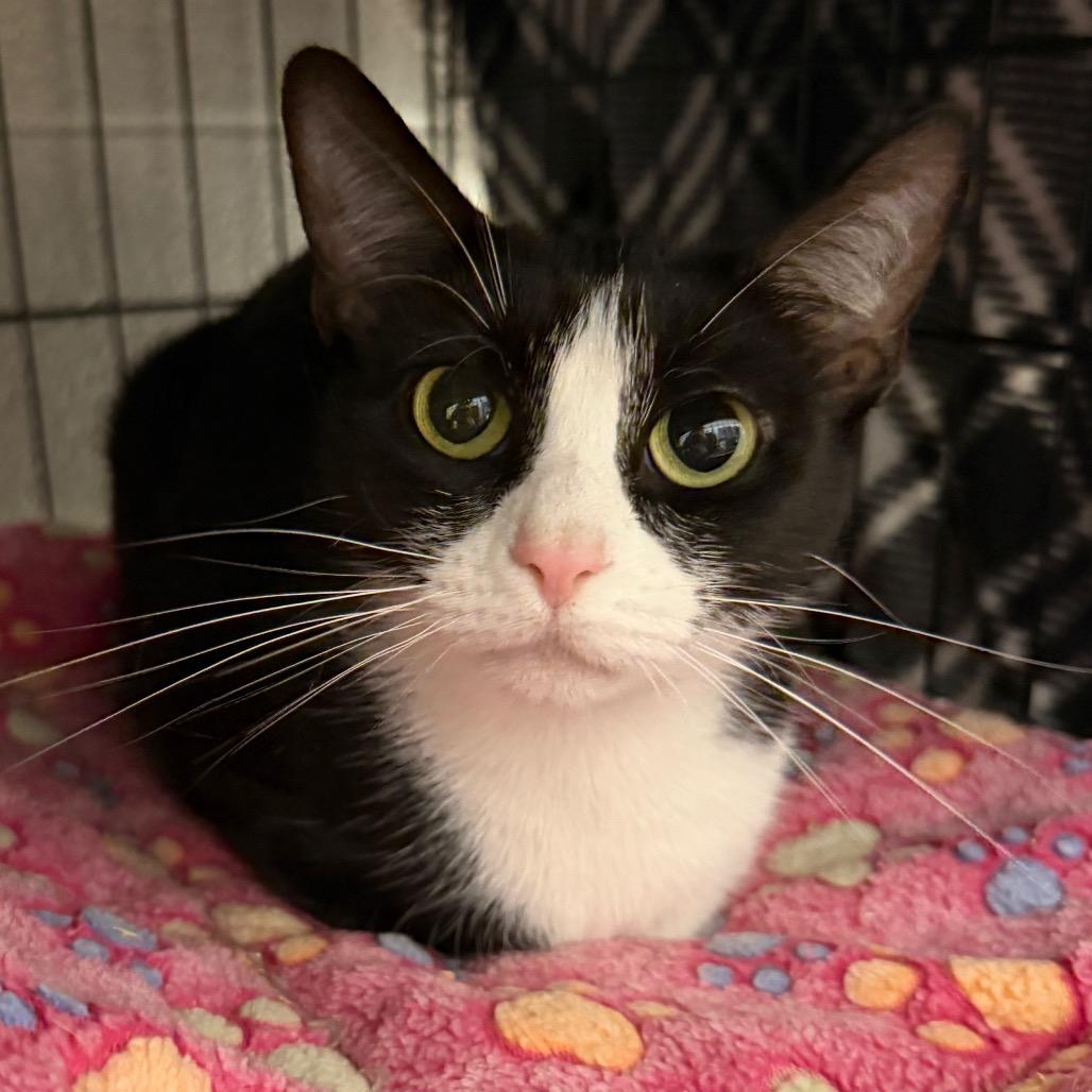 Enlarge Bramble, a Adoptable Domestic Short Hair in Middleburg Heights , OH image 1/3