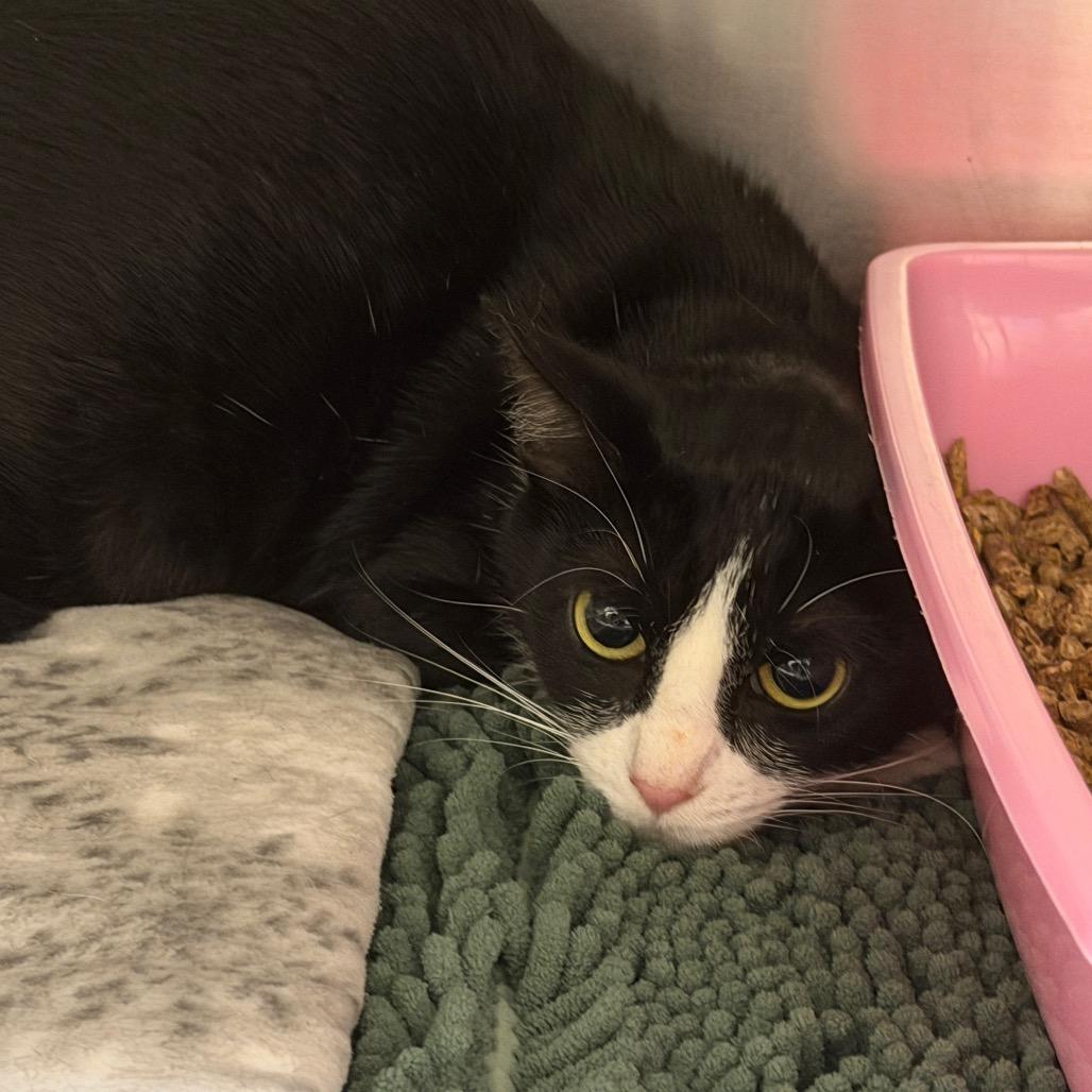 Enlarge Bramble, a Adoptable Domestic Short Hair in Middleburg Heights , OH image 2/3