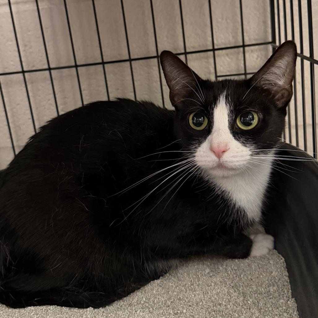 Enlarge Bramble, a Adoptable Domestic Short Hair in Middleburg Heights , OH image 3/3