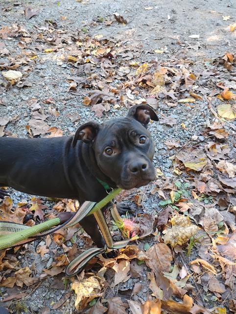 MERCEDES, Adoptable, Adult Female Pit Bull Terrier.