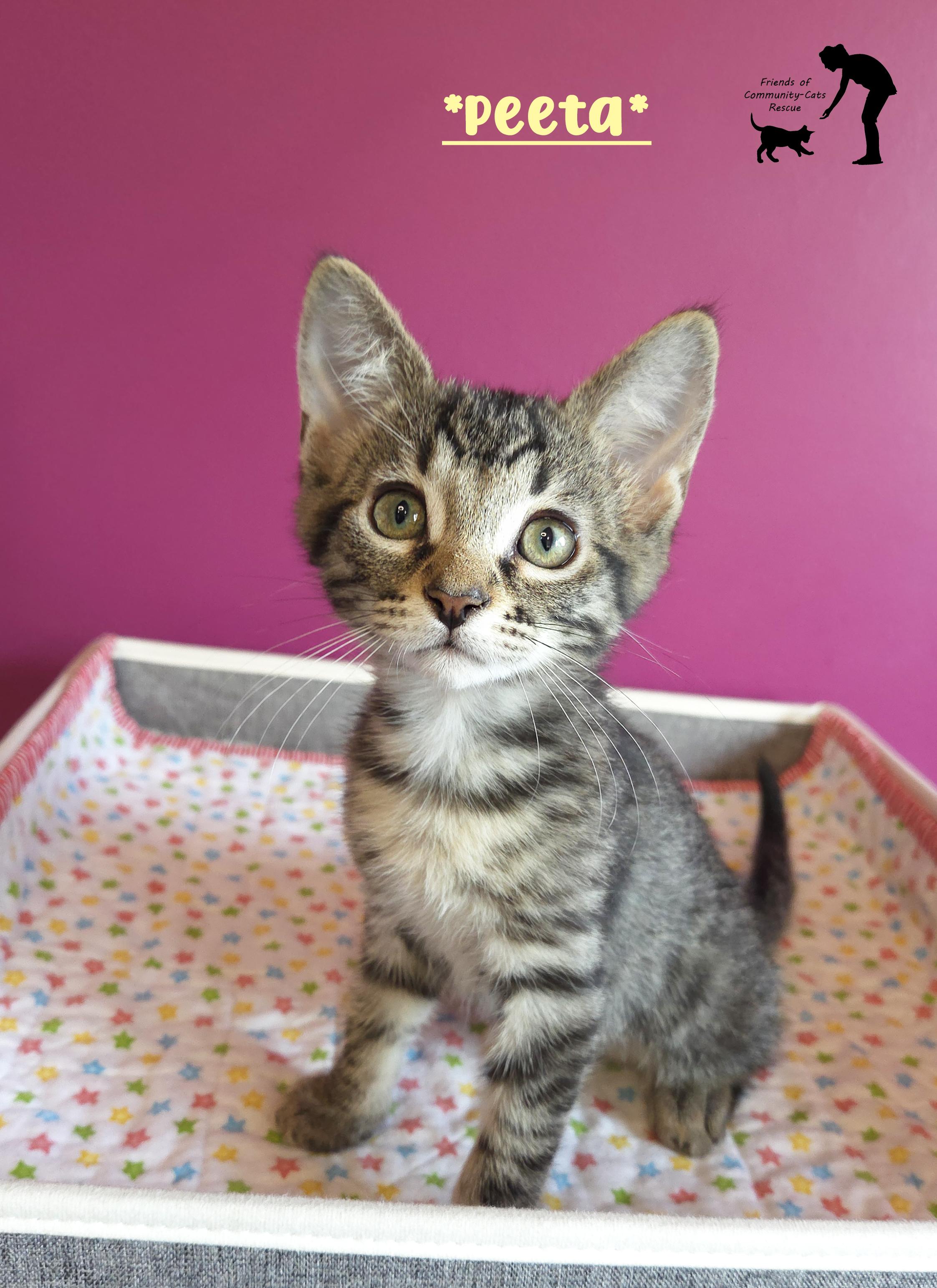 Enlarge Peeta, an adopted Domestic Short Hair in Centerville, UT image 1/3