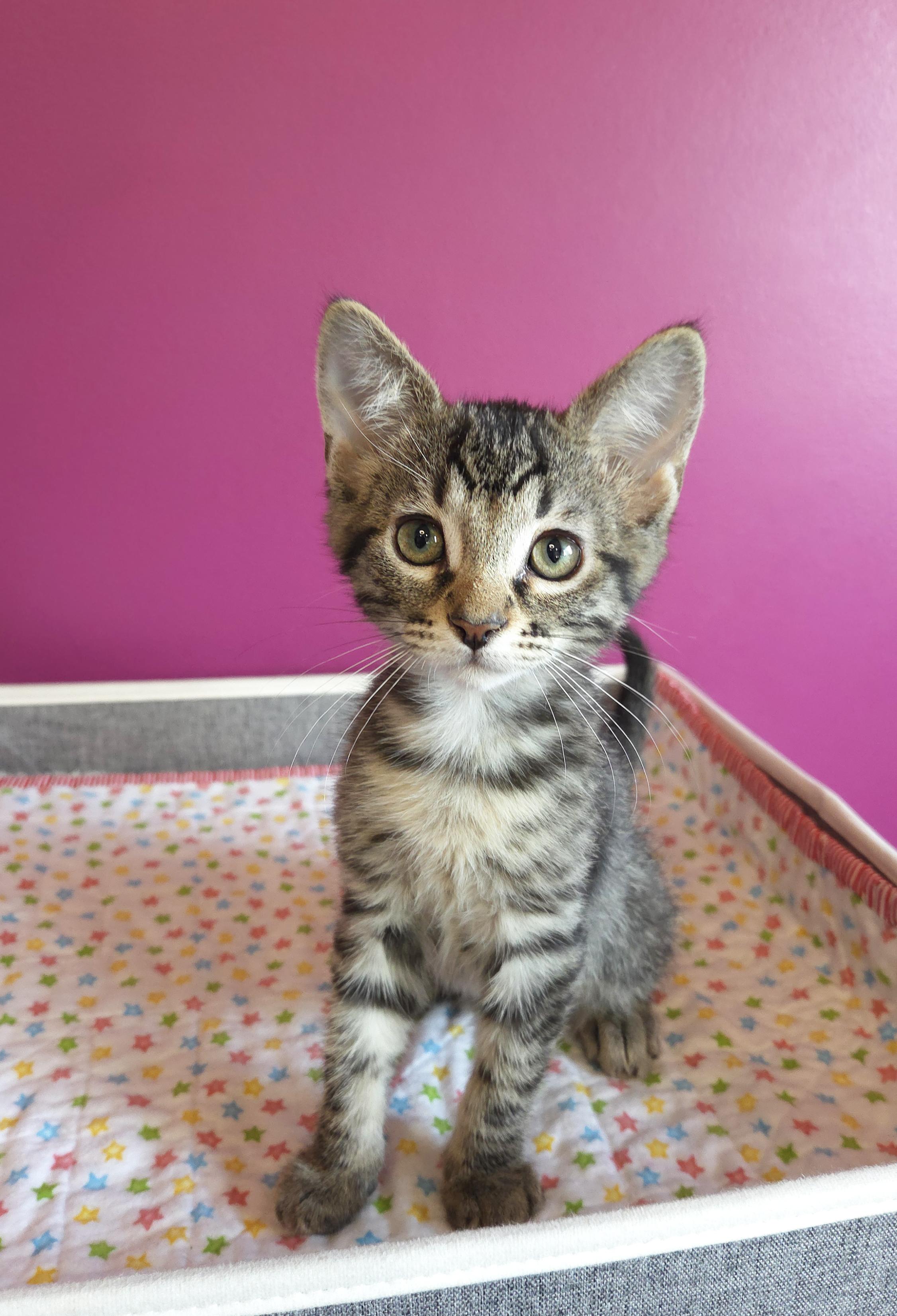 Enlarge Peeta, an adopted Domestic Short Hair in Centerville, UT image 2/3