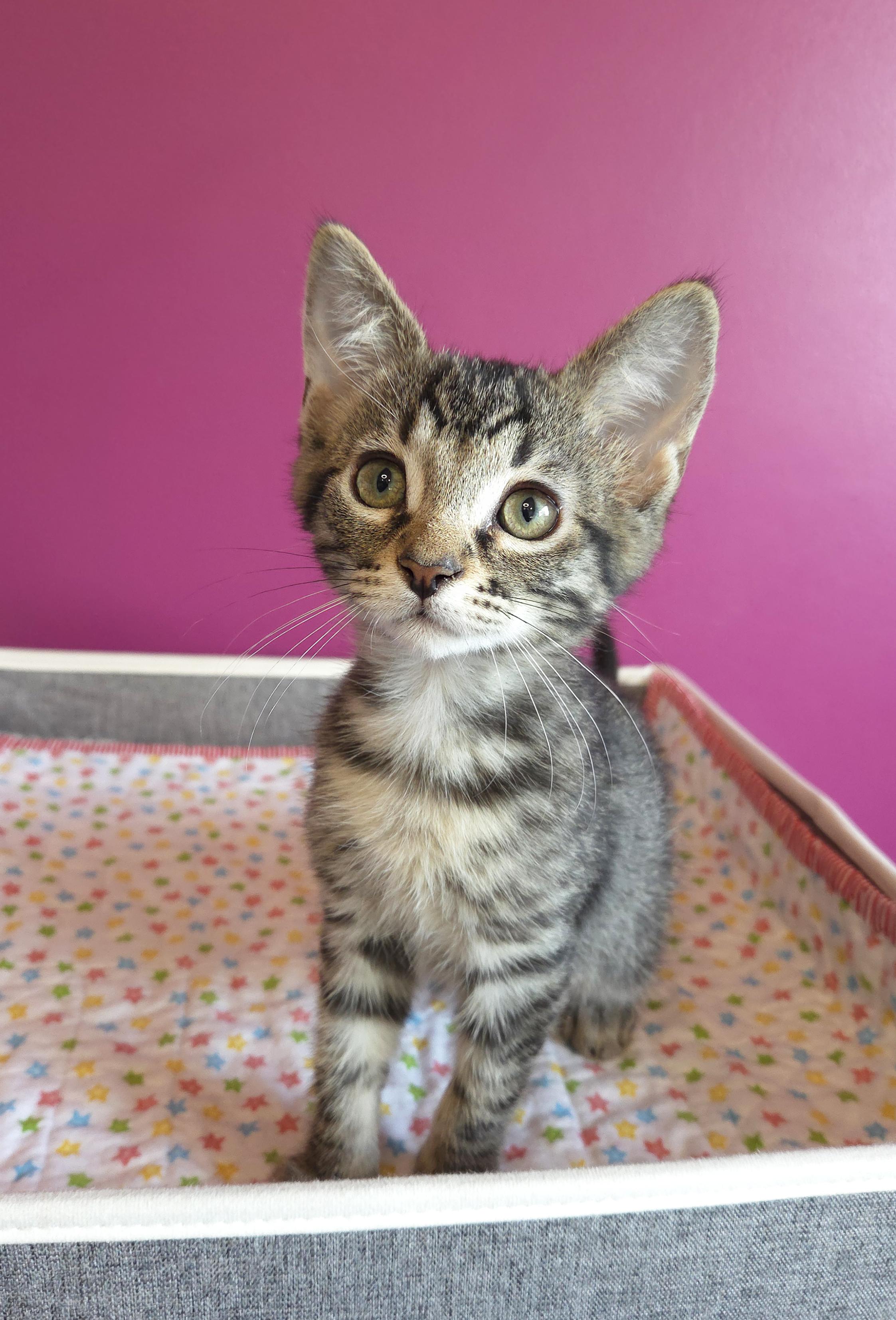Enlarge Peeta, an adopted Domestic Short Hair in Centerville, UT image 3/3