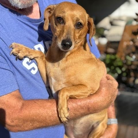 Sandi, Adoptable, Adult Female Dachshund.