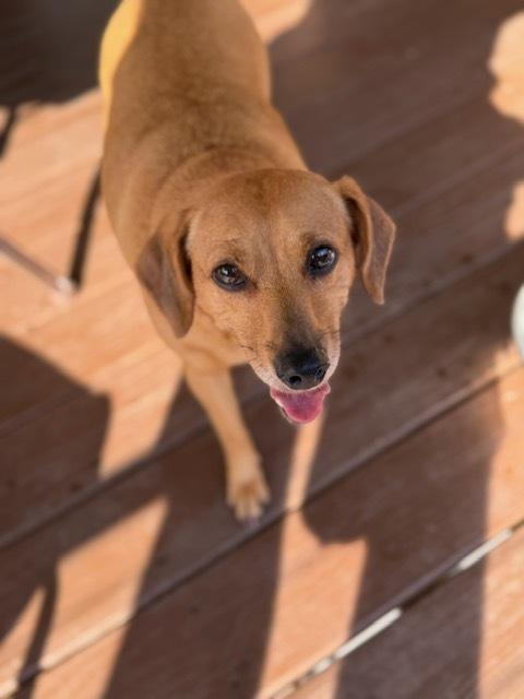Enlarge Sandi, a Adoptable mixed breed in Douglasville, GA image 2/3