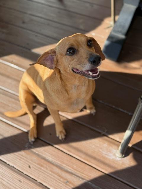 Enlarge Sandi, a Adoptable mixed breed in Douglasville, GA image 3/3