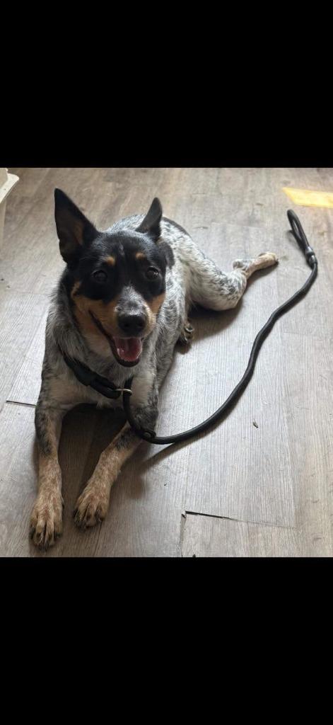 Laramie, Adoptable, Young Female Australian Cattle Dog / Blue Heeler & Australian Shepherd.