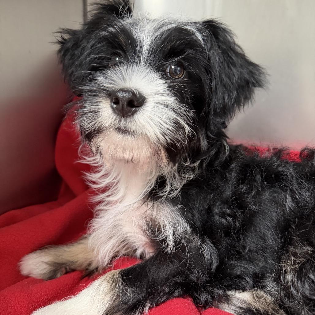 Luke, Adoptable, Puppy Male Havanese & Maltese.