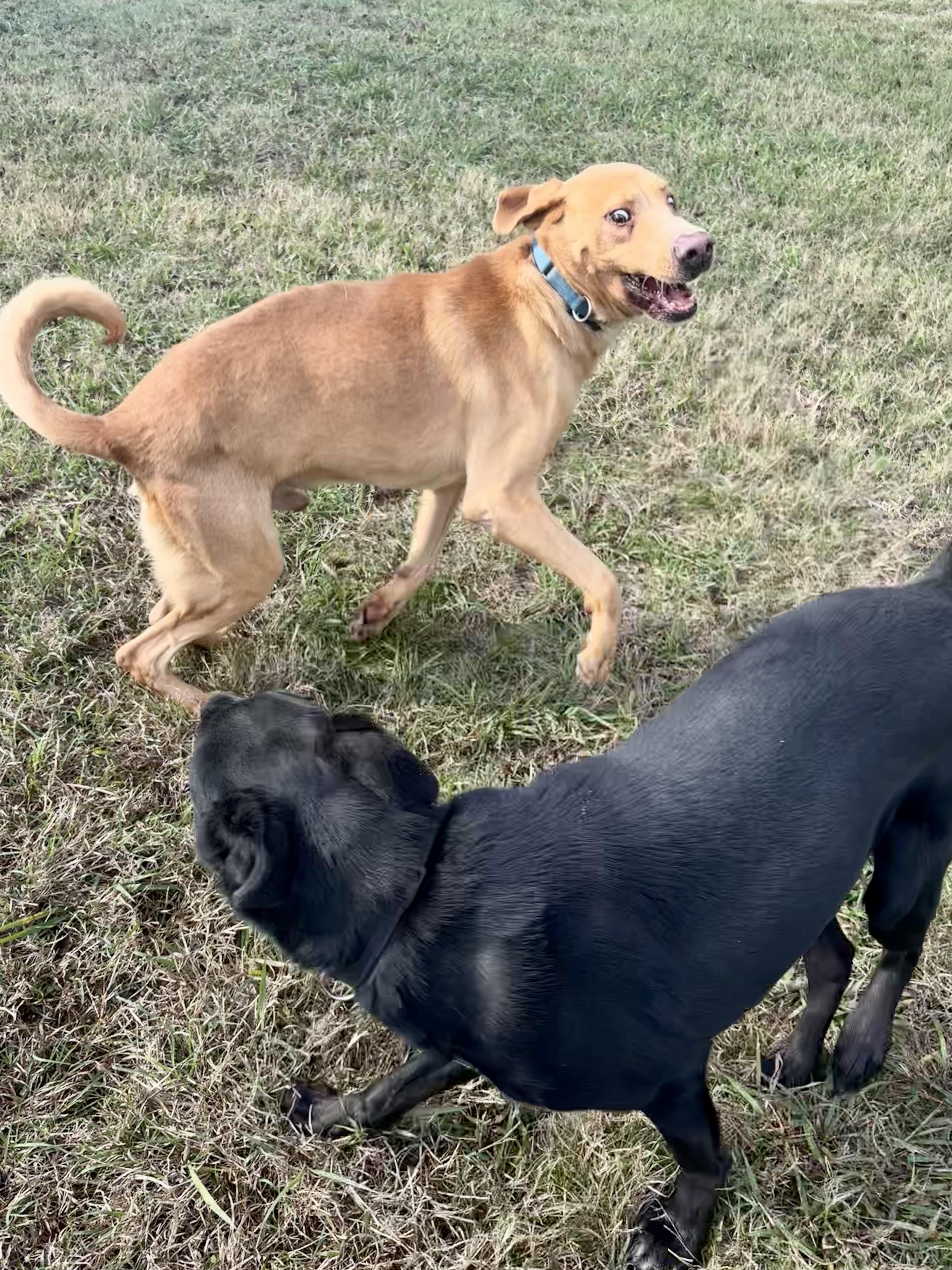 Enlarge Turkey, a Adoptable mixed breed in Evans City, PA image 3/5