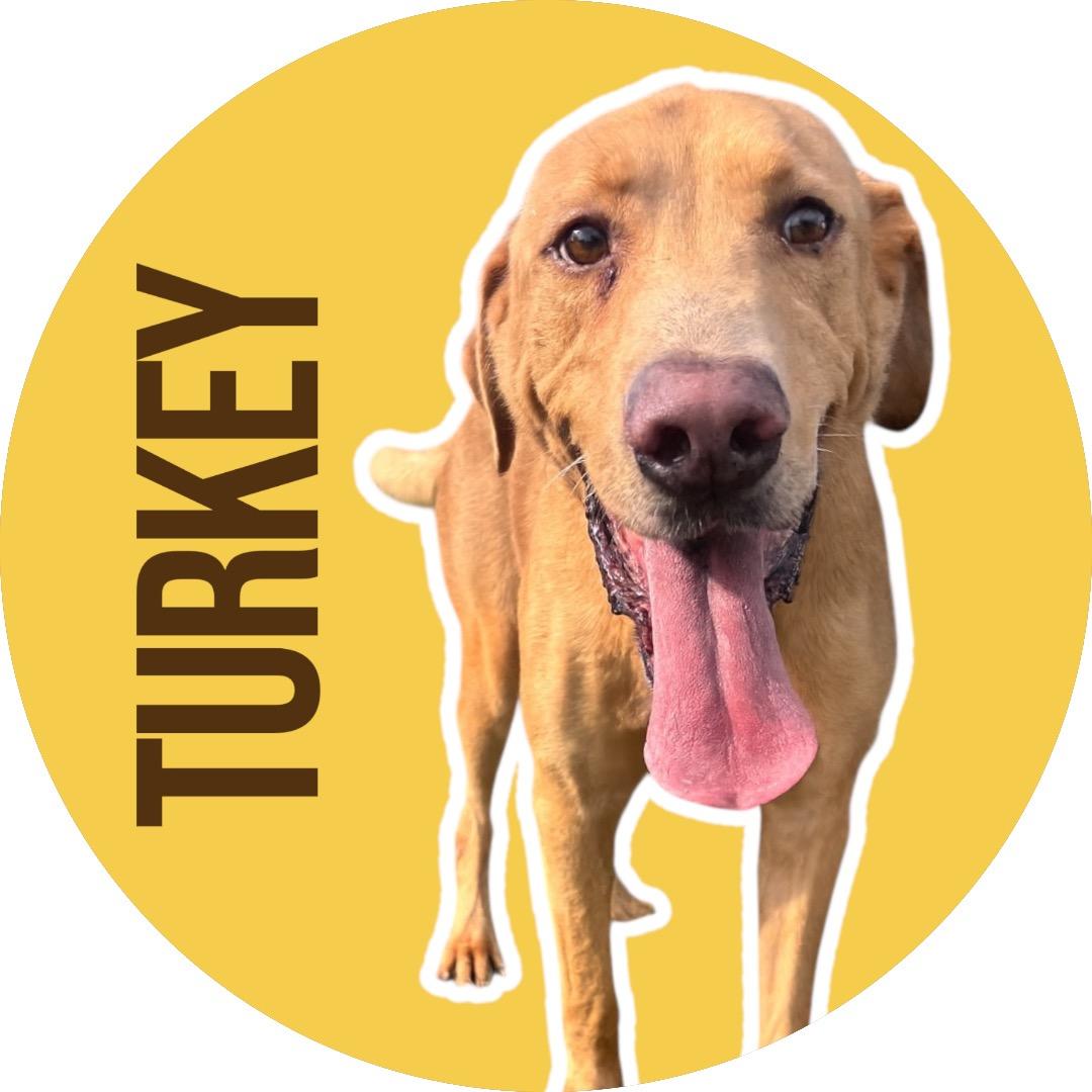 Enlarge Turkey, a Adoptable mixed breed in Evans City, PA image 1/5
