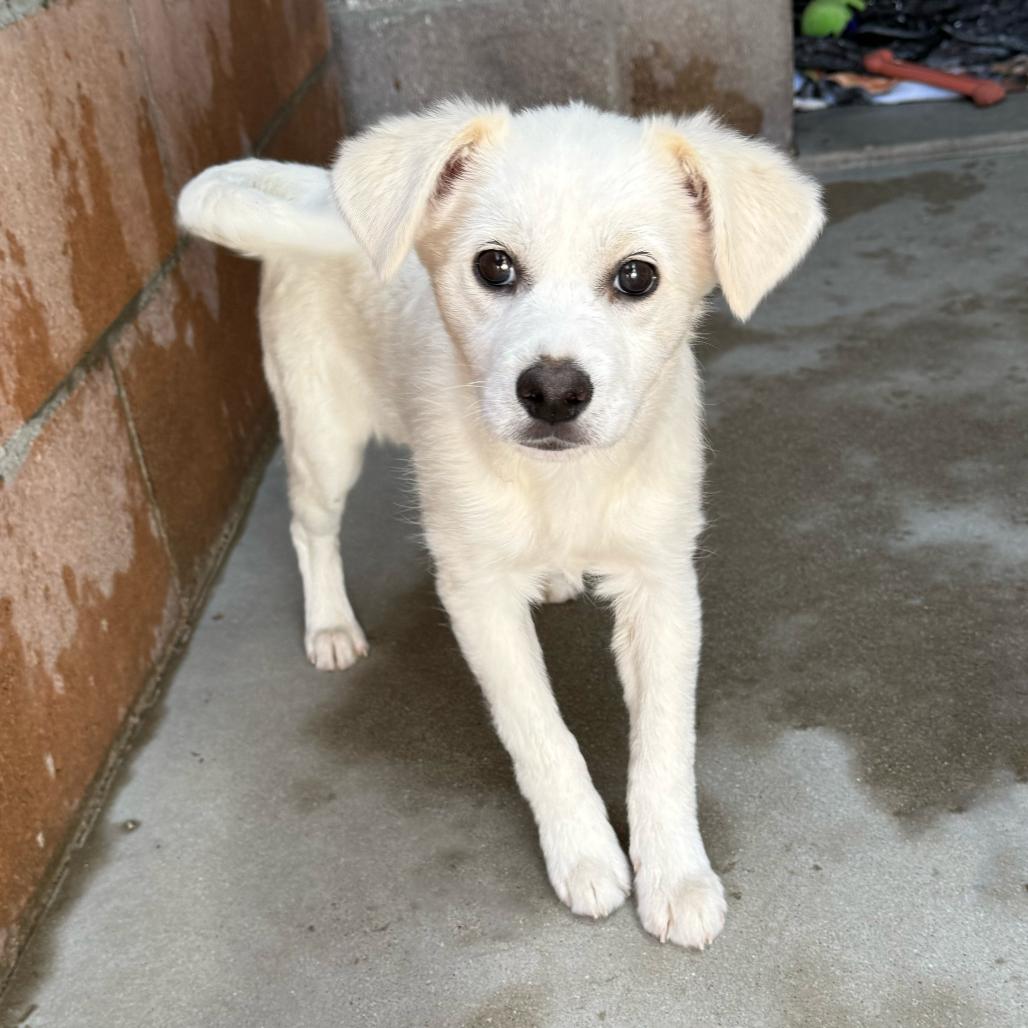 Ernie, Adoptable, Puppy Male Spaniel & Chihuahua.