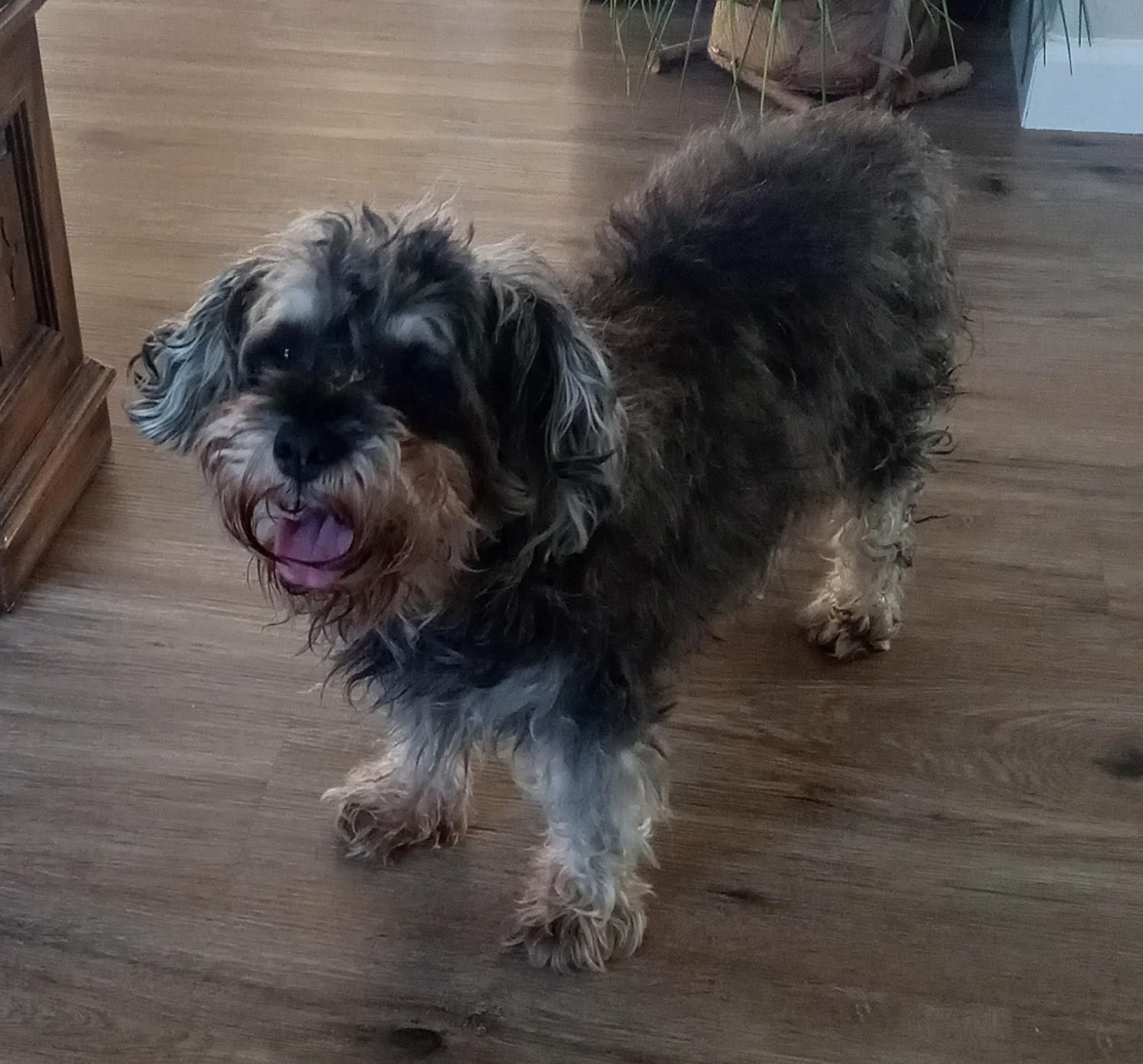 Enlarge Gracie, a ADOPTABLE mixed breed in Yarnell, AZ image 1/1