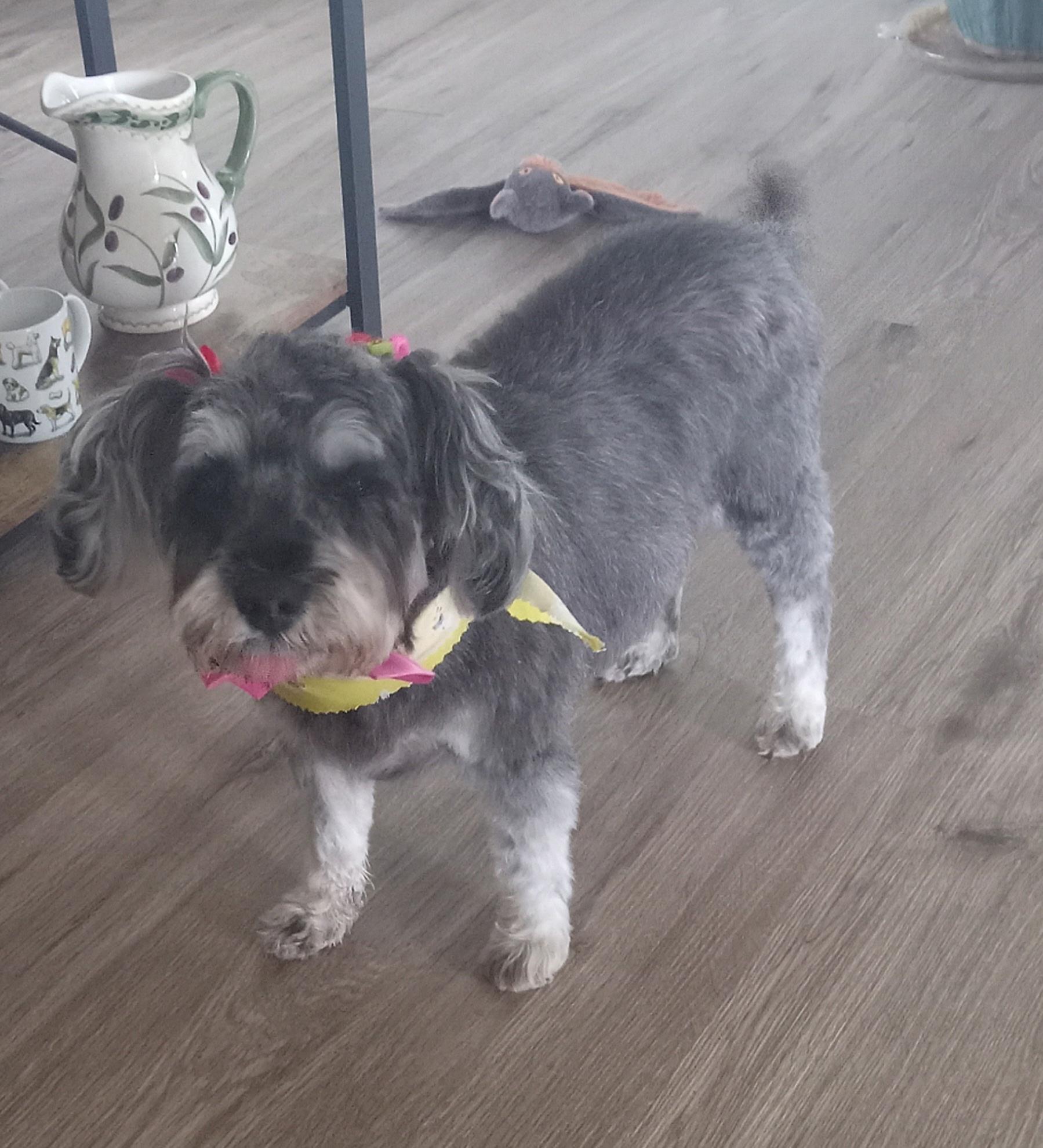 Enlarge Gracie, an adopted mixed breed in Yarnell, AZ image 2/3
