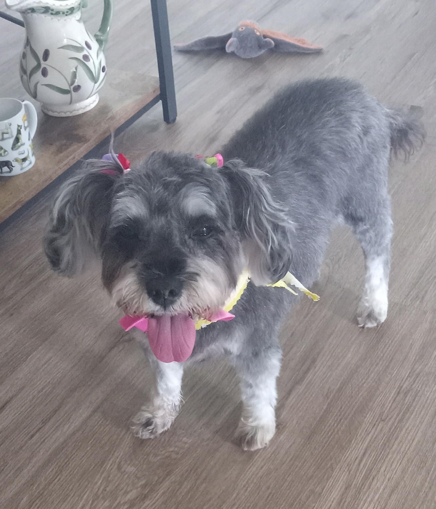 Gracie, adopted, Adult Female Schnauzer.