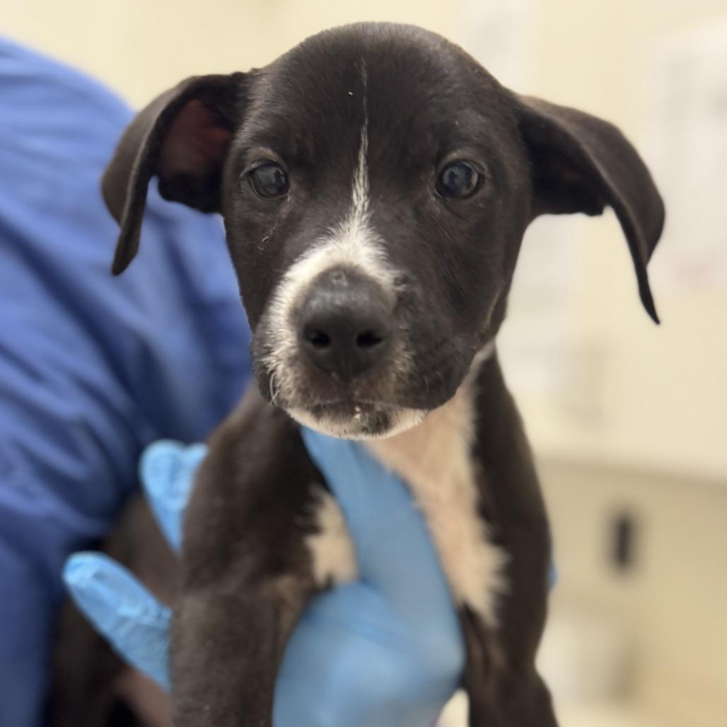 Enlarge Reacher, a Adoptable Mixed Breed in Auburn, AL image 1/6