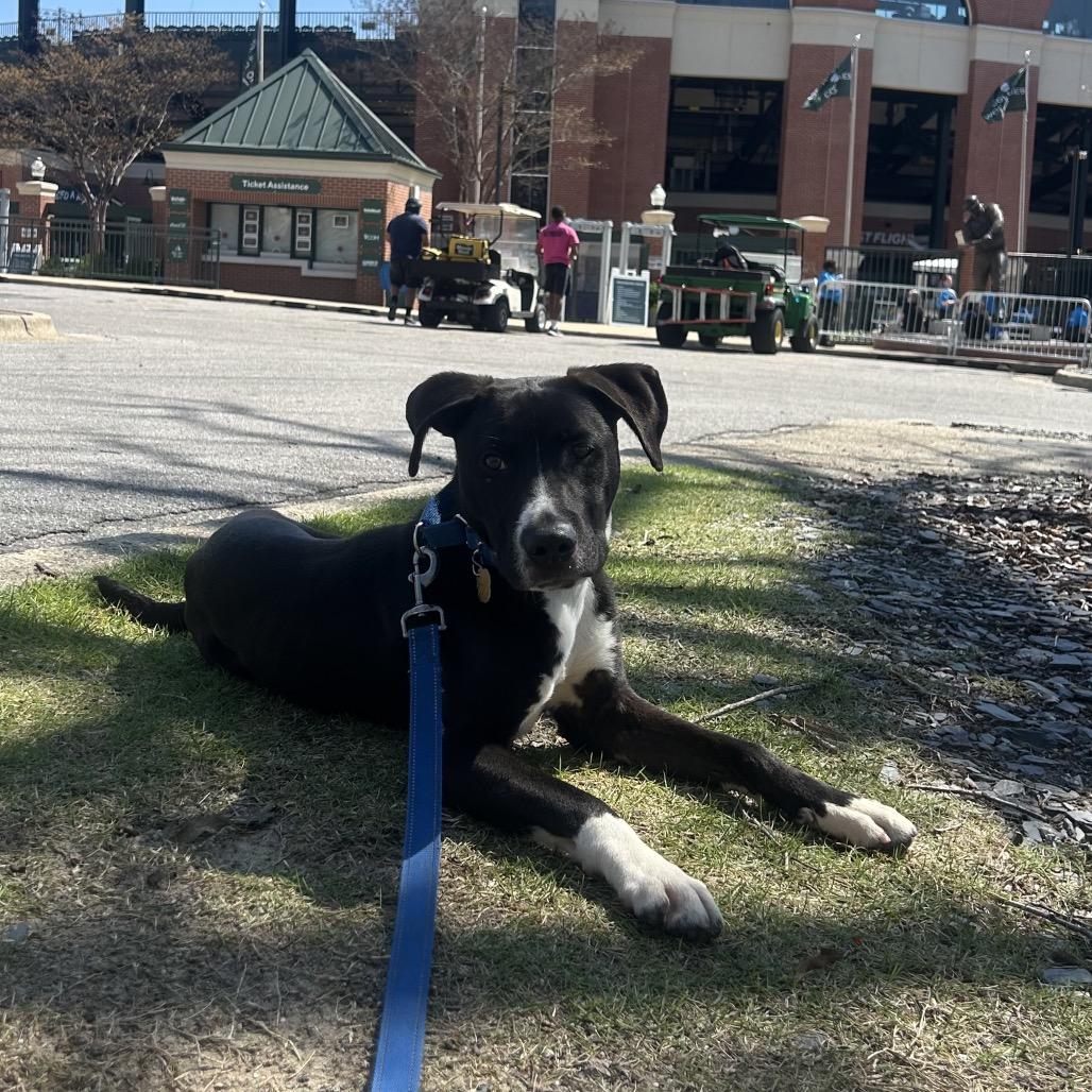 Enlarge Reacher, a Adoptable Mixed Breed in Auburn, AL image 2/6