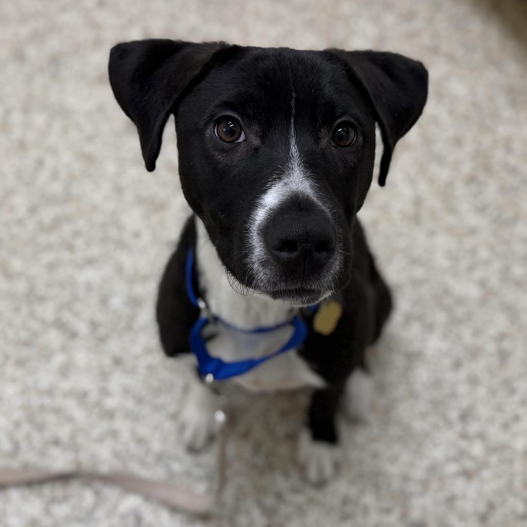 Enlarge Reacher, a Adoptable Mixed Breed in Auburn, AL image 3/6