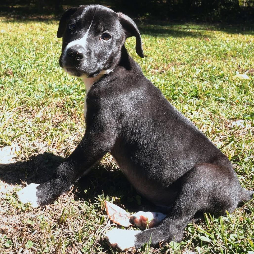 Enlarge Reacher, a Adoptable Mixed Breed in Auburn, AL image 4/6