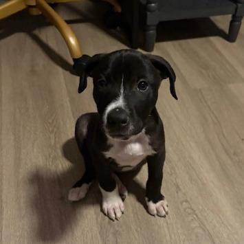 Enlarge Reacher, a Adoptable Mixed Breed in Auburn, AL image 5/6