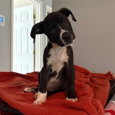 Enlarge Reacher, a Adoptable Mixed Breed in Auburn, AL image 6/6