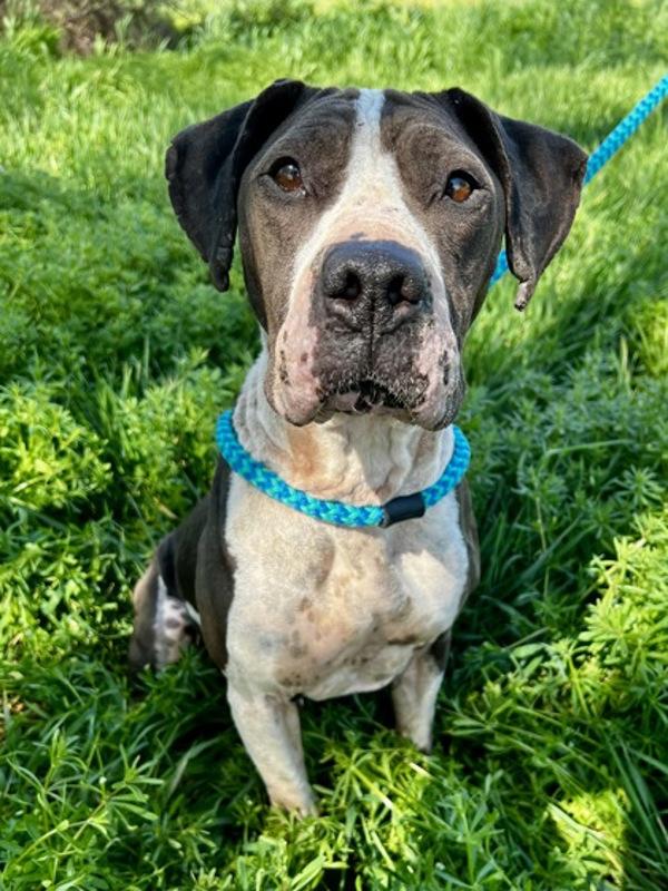 Roxy, Adoptable, Adult Female Pit Bull Terrier.