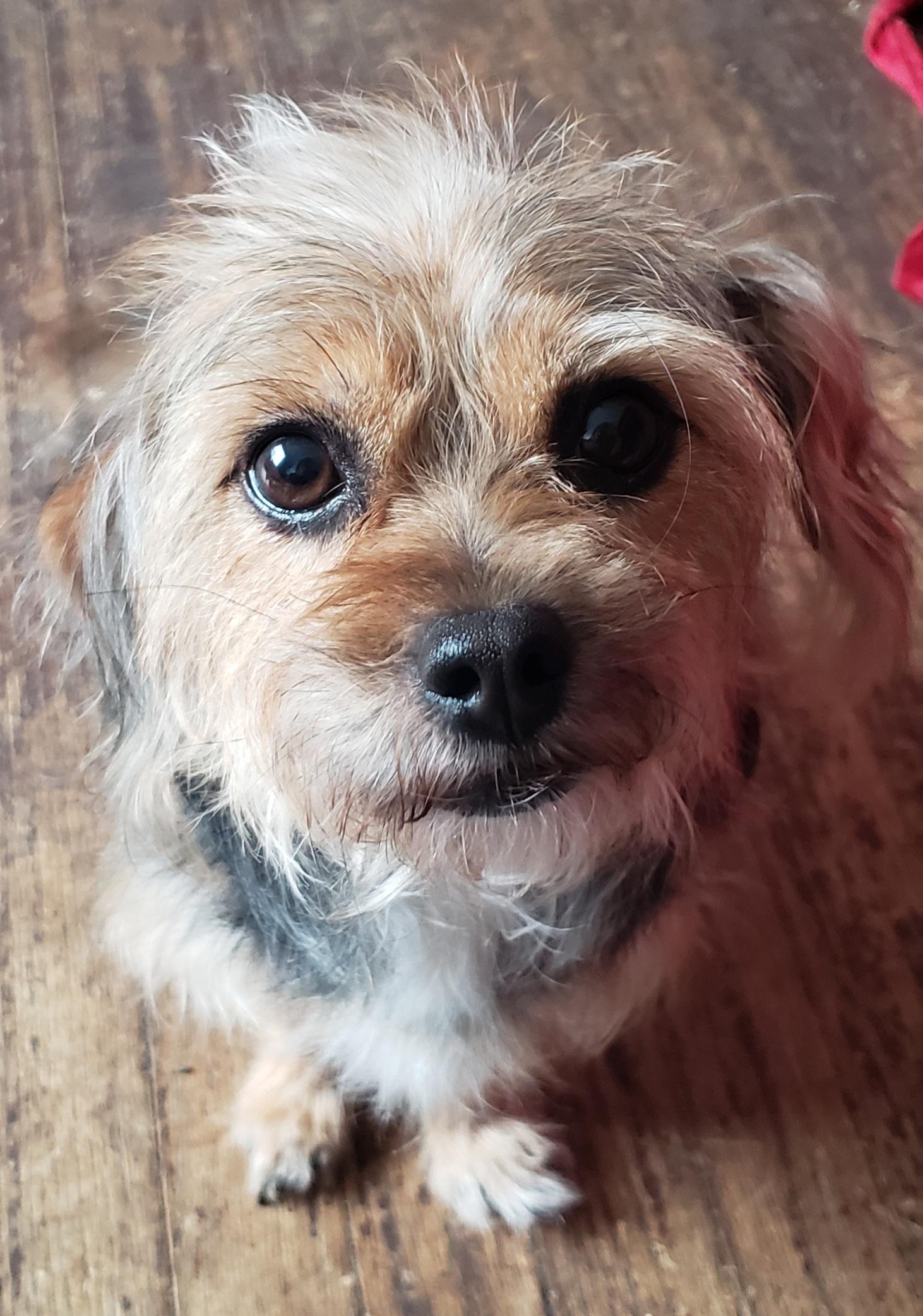 Peaches, an adopted mixed breed in Detroit, MI image 2/3