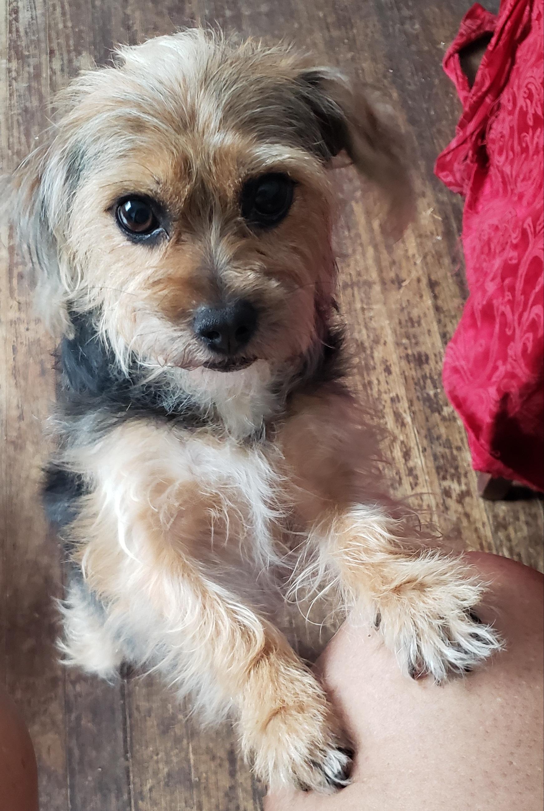 Peaches, adopted, Adult Female Yorkshire Terrier & Terrier.