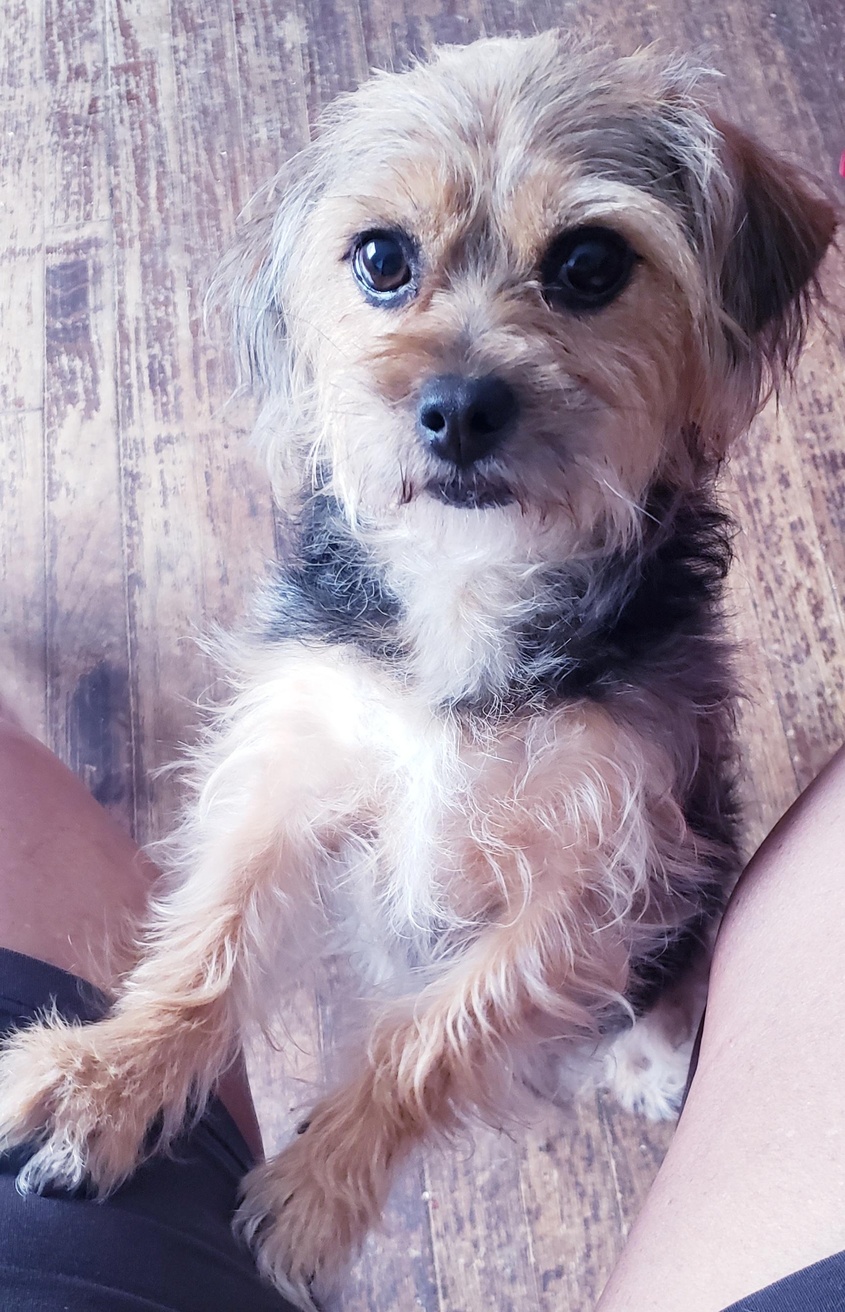 Peaches, an adopted mixed breed in Detroit, MI image 3/3