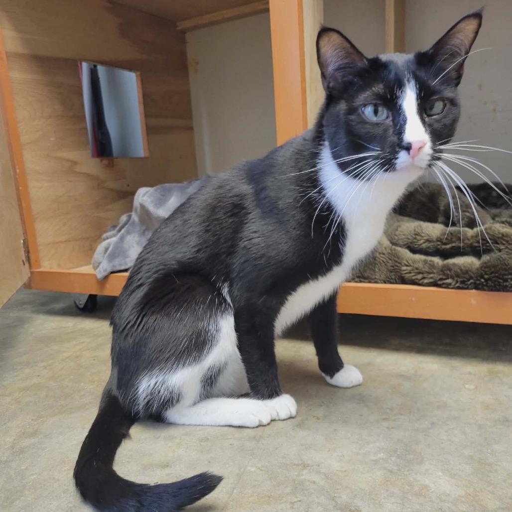 Atticus, Adoptable, Adult Male Domestic Short Hair.