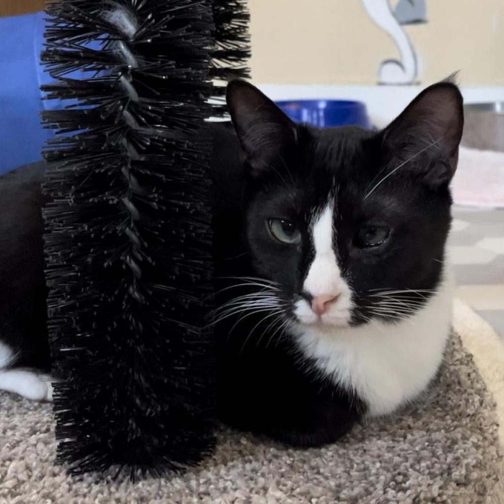 Atticus, a Adoptable Domestic Short Hair in Eureka Springs, AR image 1/6