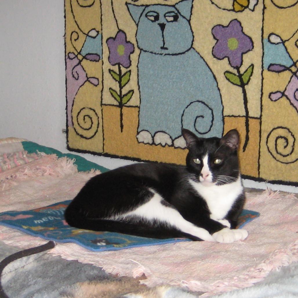 Atticus, a Adoptable Domestic Short Hair in Eureka Springs, AR image 2/6