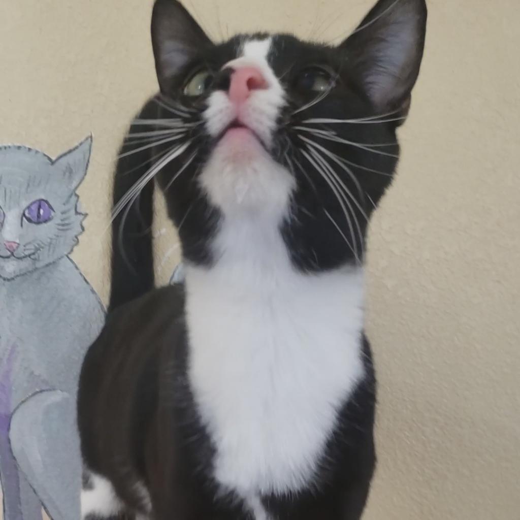 Atticus, a Adoptable Domestic Short Hair in Eureka Springs, AR image 3/6