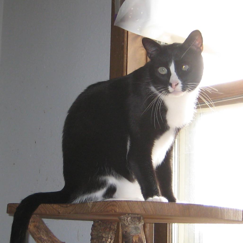 Atticus, a Adoptable Domestic Short Hair in Eureka Springs, AR image 4/6