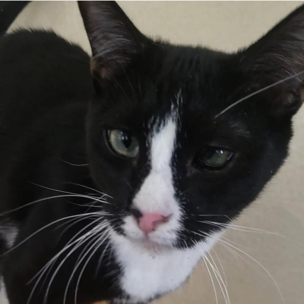 Atticus — thumbnail 5